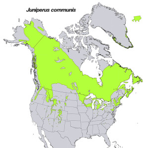 Distribution of Common Juniper from USGS ( "Atlas of United States Trees" by Elbert L. Little, Jr. )