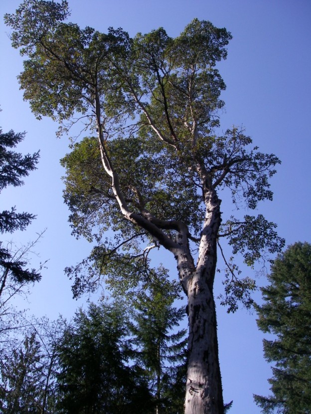 Pacific Madrone, Arbutus menziesii Native Plants PNW