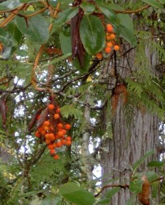 Madrone berries