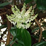 Madrone flowers