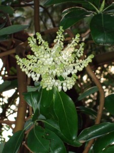 Madrone flowers