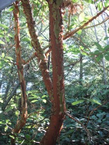 Madrone more peeling bark