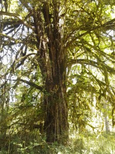Taxus brevifolia big tree