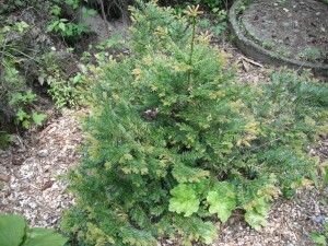 Western Yew small tree