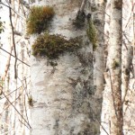 Alder bark with lichens and moss.