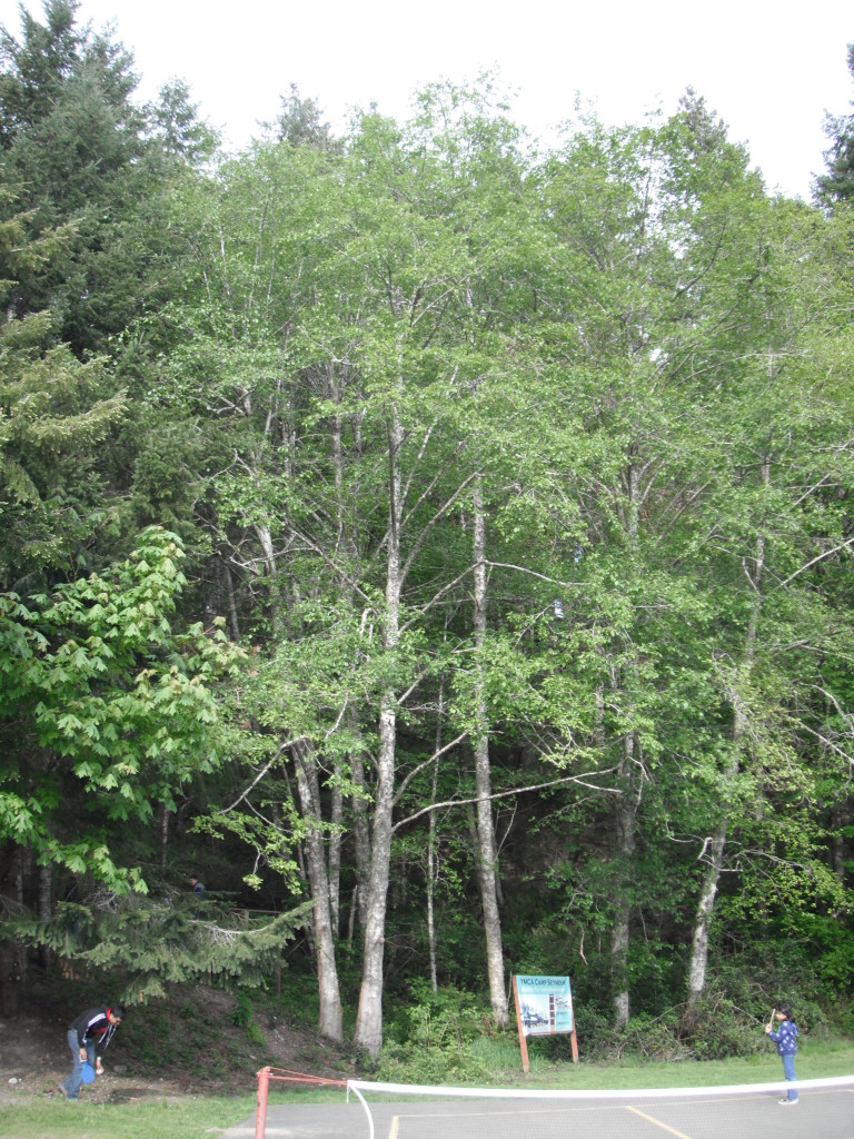 Red Alder, Alnus rubra Native Plants PNW