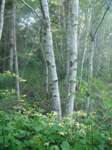 Alnus rubra trees