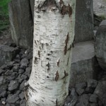 The white bark peels in papery sheets.