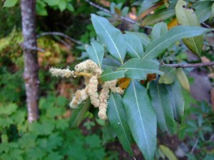 Golden Chinkapin flowers