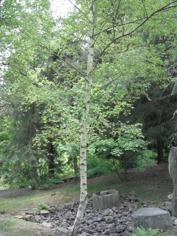 paper birch tree