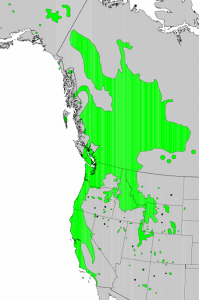Distribution of Pacific Willow from USGS ( “Atlas of United States Trees” by Elbert L. Little, Jr. )