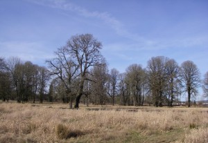 An oak prairie remnant in Battleground, Washington.
