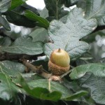 Quercus garryana acorn