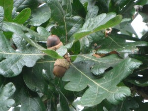 Quercus garryana acorns