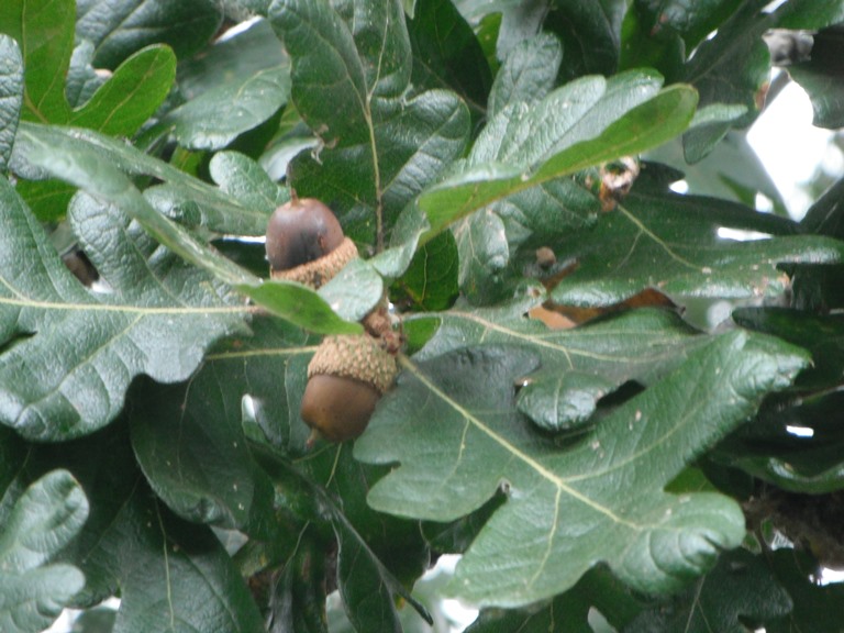 Plant ID : Module 2 - Week 9
 Quercus Garryana Leaf