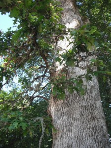 A Mighty Oak Tree with furrowed bark.