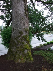 Quercus garryana bole