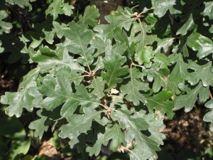 Quercus garryana leaves