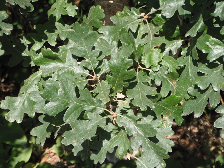Oregon White Oak, Quercus garryana | Native Plants PNW
 Quercus Garryana Leaf