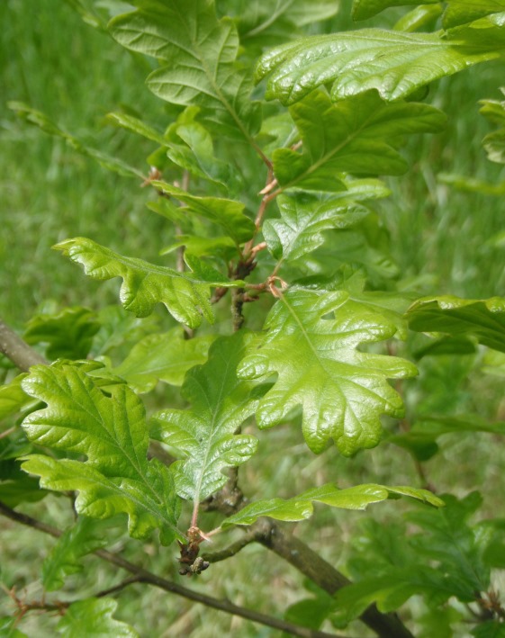 Oregon White Oak, Quercus garryana | Native Plants PNW
 Quercus Garryana Leaf