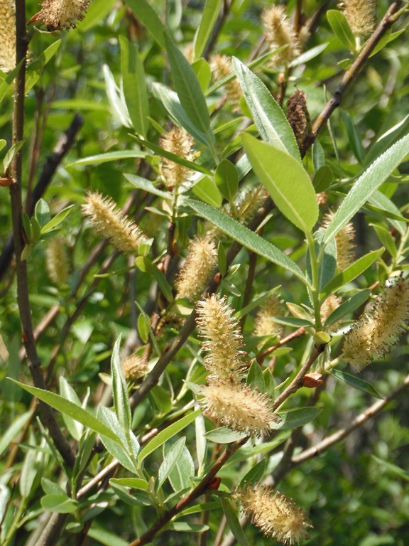 Willow Tree Guide, Salix spp.