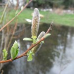 Salix scouleriana young catkin