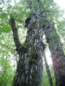 Black Cottonwood