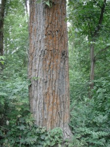 Black Cottonwood bark