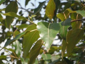 Populus trichocarpa leaves