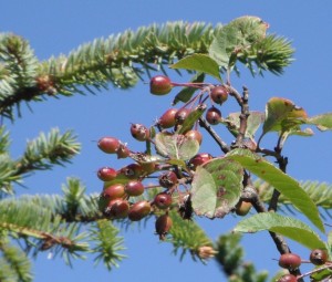 Malus fusca fruit2