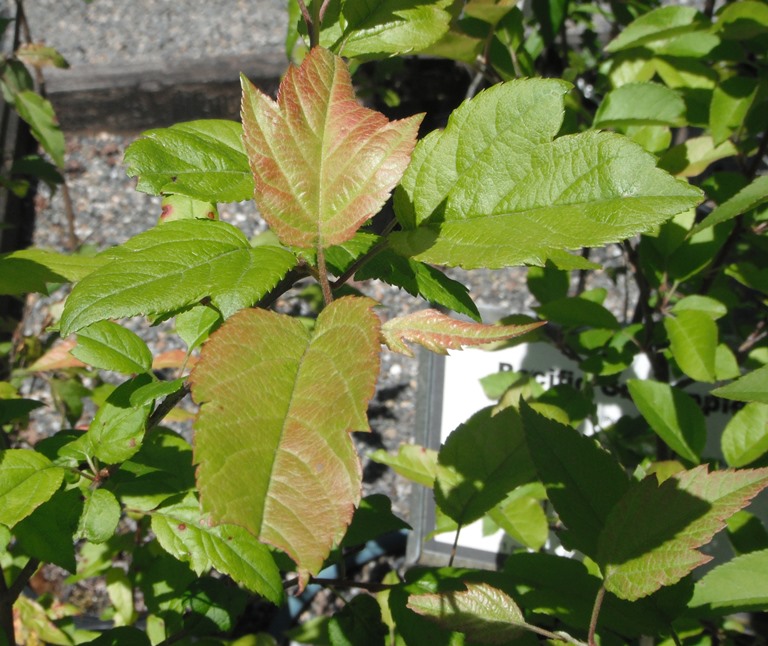 Pacific Crabapple, Malus fusca Native Plants PNW