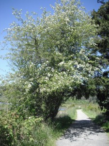 Malus fusca tree