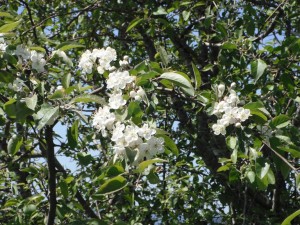 Pacific Crabapple