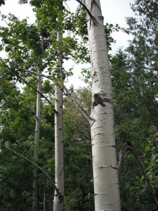 Populus tremuloides bark