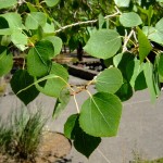 Populus tremuloides leaves