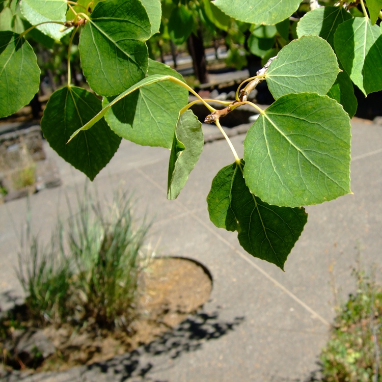 Quaking Aspen, Populus tremuloides Native Plants PNW