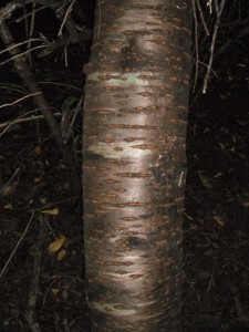 Bark has horizontal lenticels, typical of many cherries.