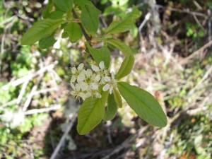 Bitter Cherry flowers and leaves