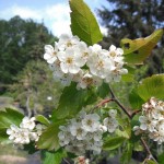 Crataegus douglasii flowers have 10 stamens.