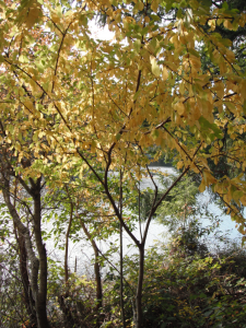 Prunus emarginata fall