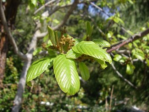 Cascara buds