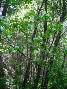 Cascara young tree