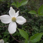 Pacific Dogwood Flower