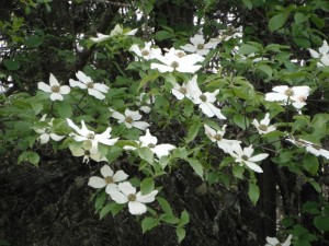 Pacific Dogwood flowers