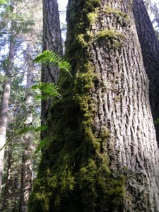 Acer macrophyllim bark