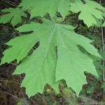 Acer macrophyllum leaf