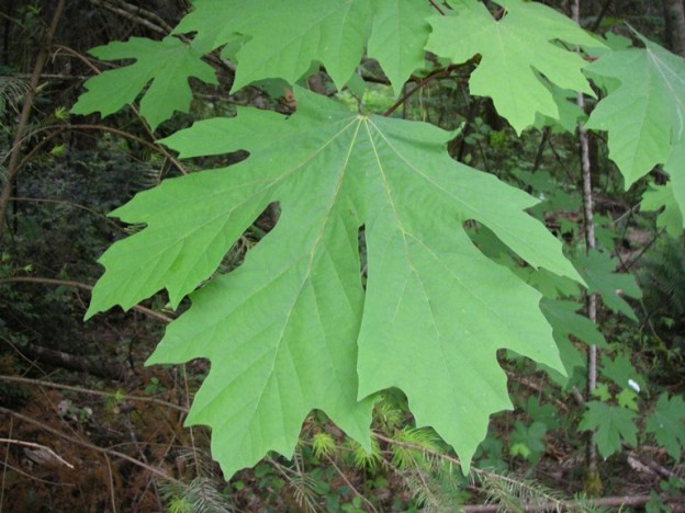 big leaf maple uses