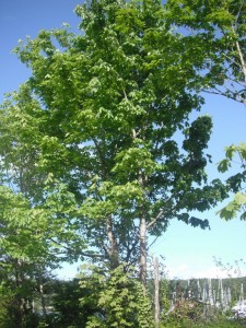 Acer macrophyllum tree