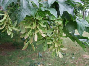 Double samaras of Big-leaf Maple