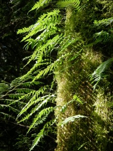 Licorice Fern and Mosses on Big Leaf Maple.